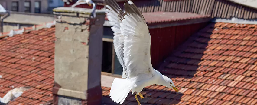 Residential Chimney Animal Removal Solution in Green, OH